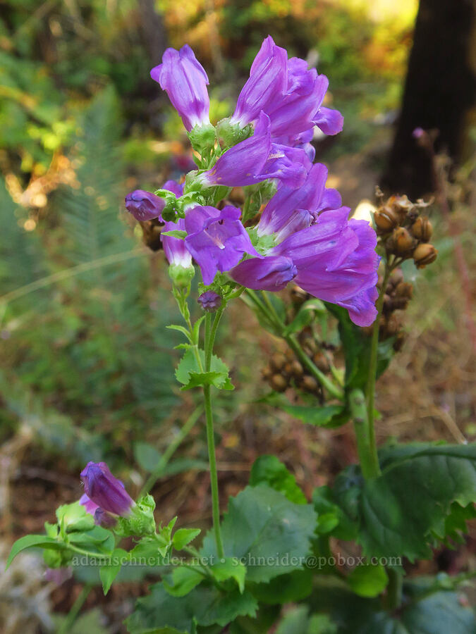 late Cascade penstemon flowers (Penstemon serrulatus) [Wahkeena Trail, Mt. Hood National Forest, Multnomah County, Oregon]