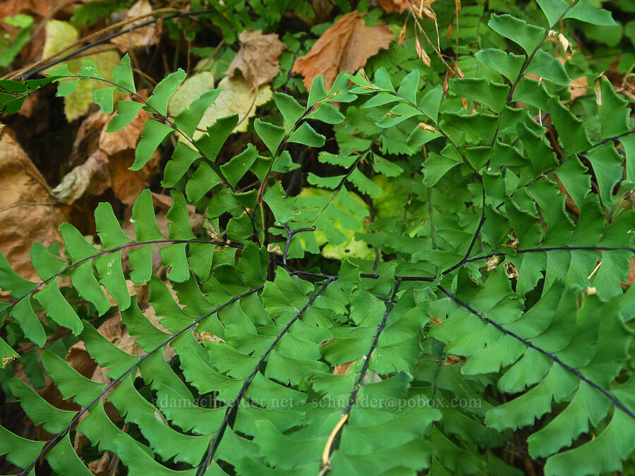 maiden-hair fern (Adiantum aleuticum) [Wahkeena Trail, Mt. Hood National Forest, Multnomah County, Oregon]