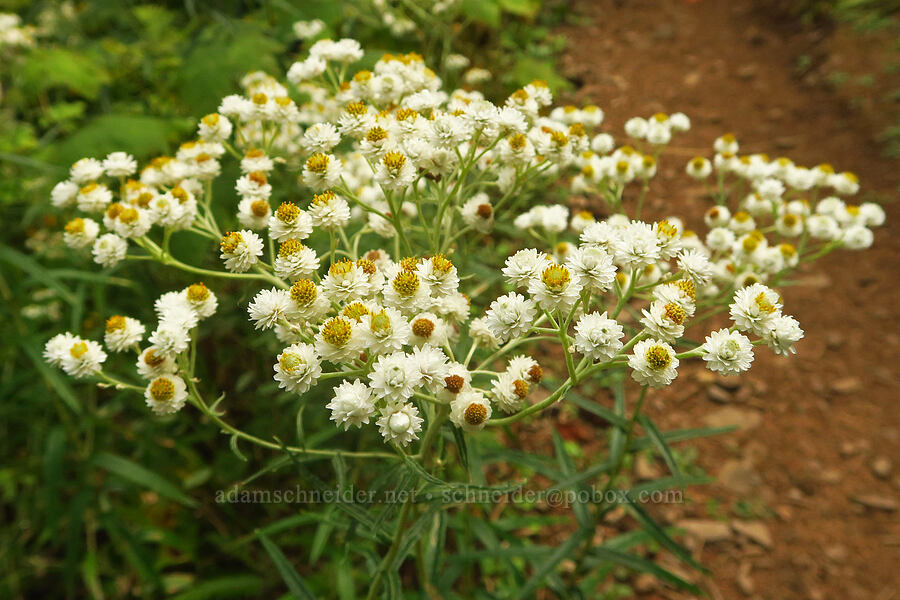 pearly everlasting (Anaphalis margaritacea) [Angel's Rest Trail, Mt. Hood National Forest, Multnomah County, Oregon]