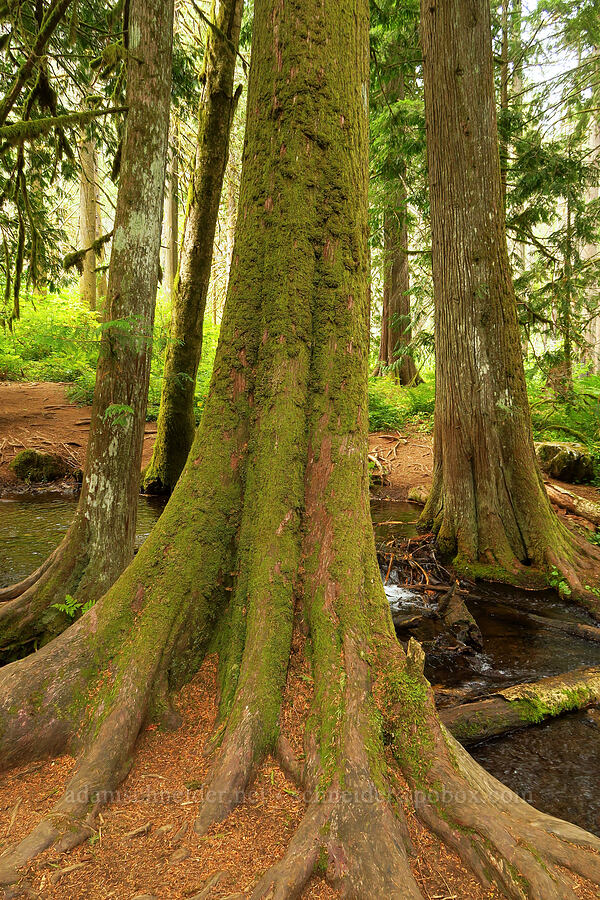 western red-cedars (Thuja plicata) [Wahkeena Springs, Mt. Hood National Forest, Multnomah County, Oregon]