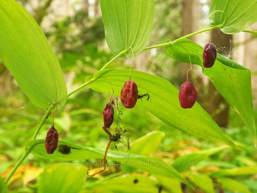 overripe twisted-stalk berries (Streptopus amplexifolius) [Wahkeena Springs, Mt. Hood National Forest, Multnomah County, Oregon]