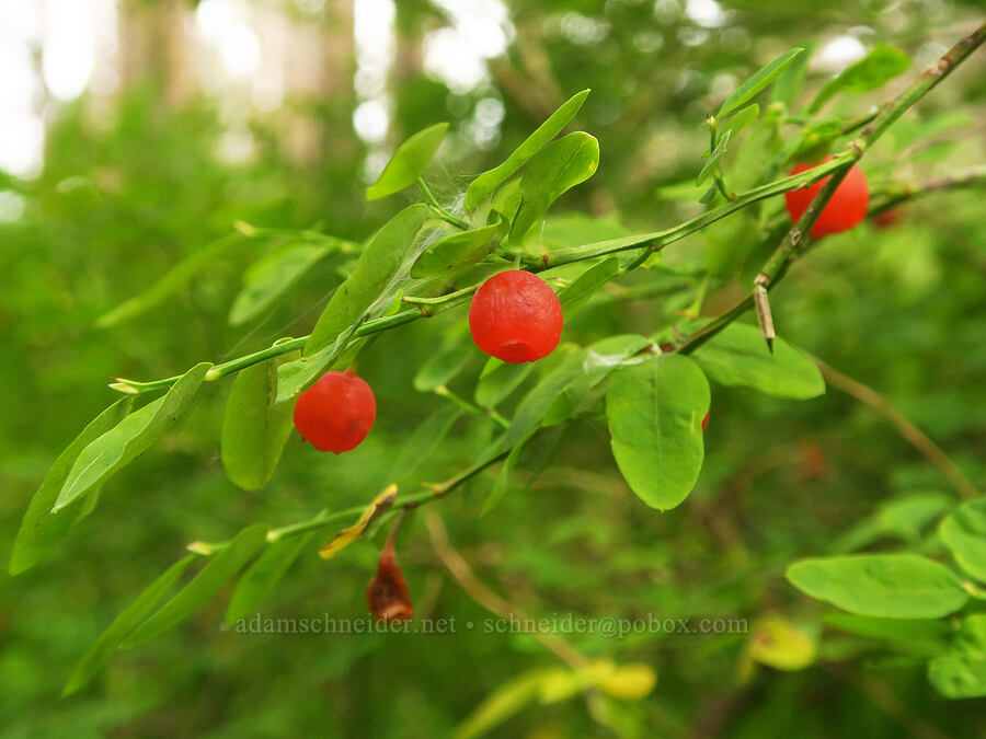 red huckleberries (Vaccinium parvifolium) [Wahkeena Springs, Mt. Hood National Forest, Multnomah County, Oregon]
