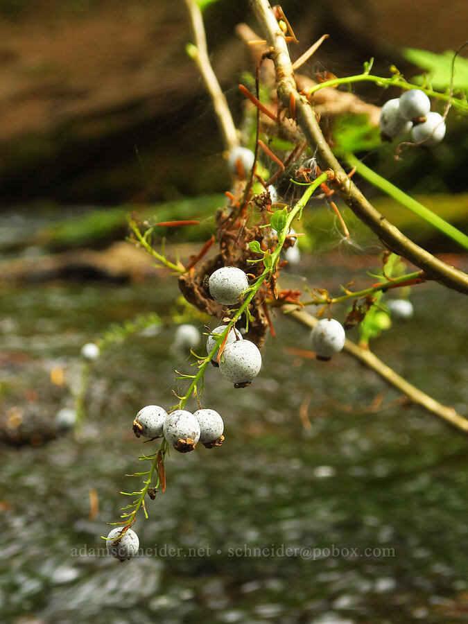stink currant berries (Ribes bracteosum) [Wahkeena Springs, Mt. Hood National Forest, Multnomah County, Oregon]