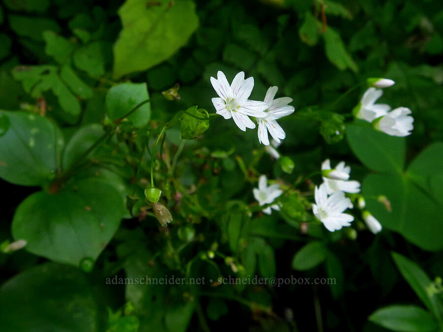 candy-flower (Claytonia sibirica (Montia sibirica)) [Wahkeena Trail, Mt. Hood National Forest, Multnomah County, Oregon]
