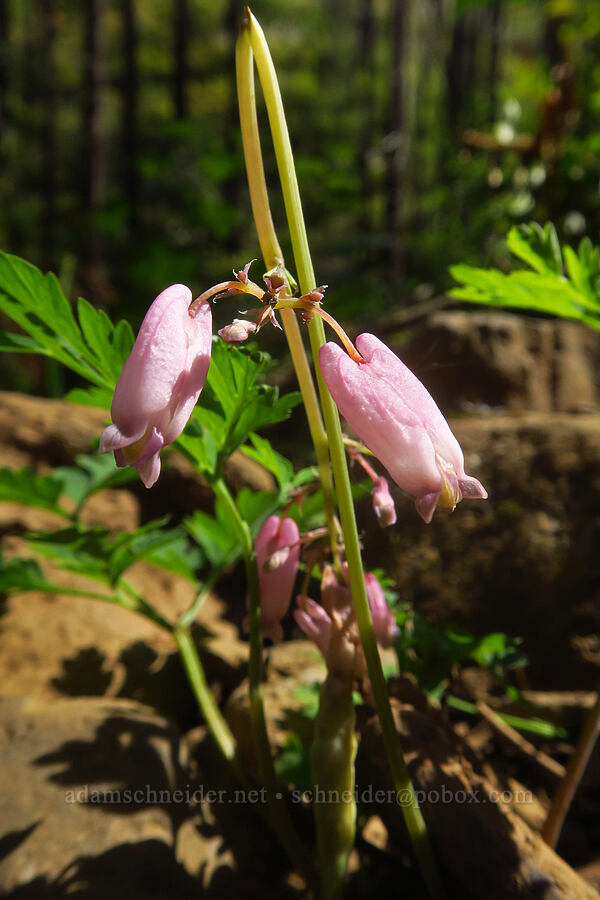 bleeding-hearts (Dicentra formosa) [Larch Mountain Trail, Mt. Hood National Forest, Multnomah County, Oregon]