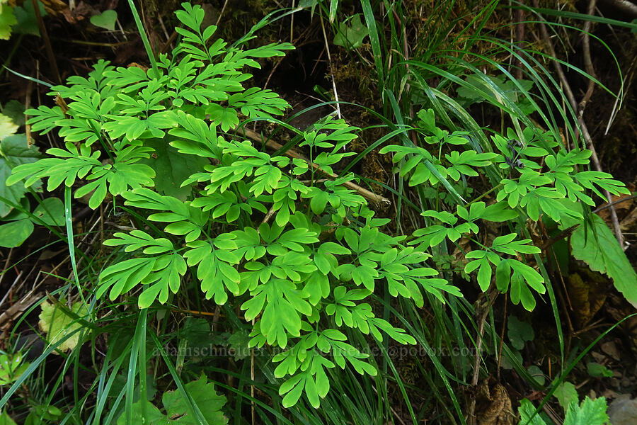 Scouler's corydalis leaves (Corydalis scouleri) [Larch Mountain Trail, Mt. Hood National Forest, Multnomah County, Oregon]