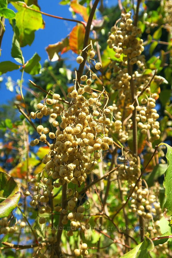 poison-oak berries (Toxicodendron diversilobum (Rhus diversiloba)) [Multnomah Falls Trail, Mt. Hood National Forest, Multnomah County, Oregon]