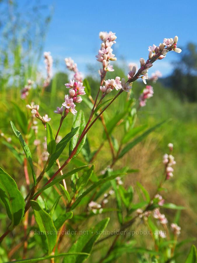 swamp smartweed (water-pepper) (Persicaria hydropiperoides (Polygonum hydropiperoides)) [Rooster Rock State Park, Multnomah County, Oregon]