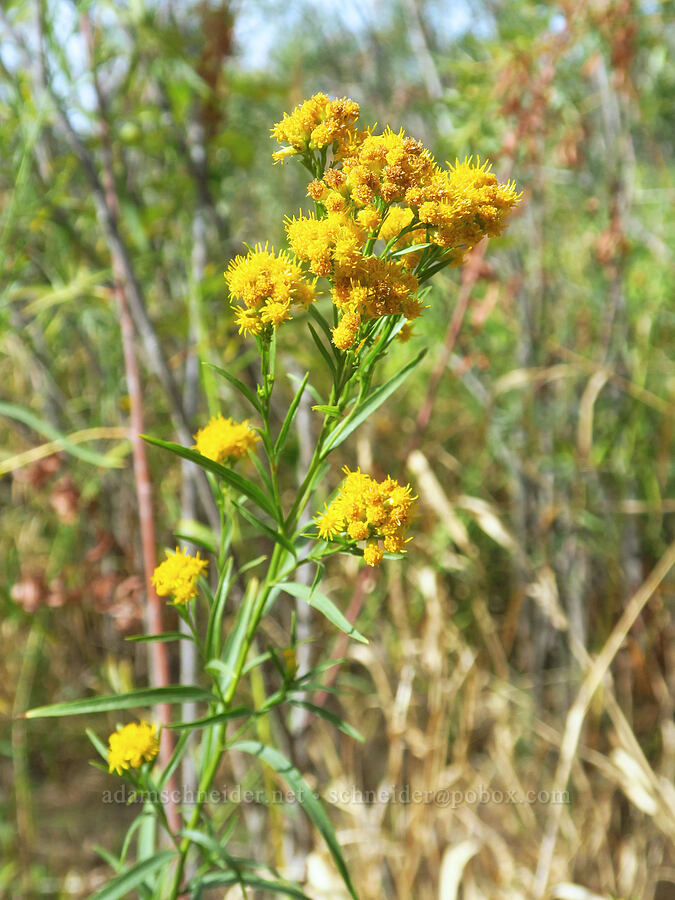 western goldentop/goldenrod (Euthamia occidentalis (Solidago occidentalis)) [Rooster Rock State Park, Multnomah County, Oregon]