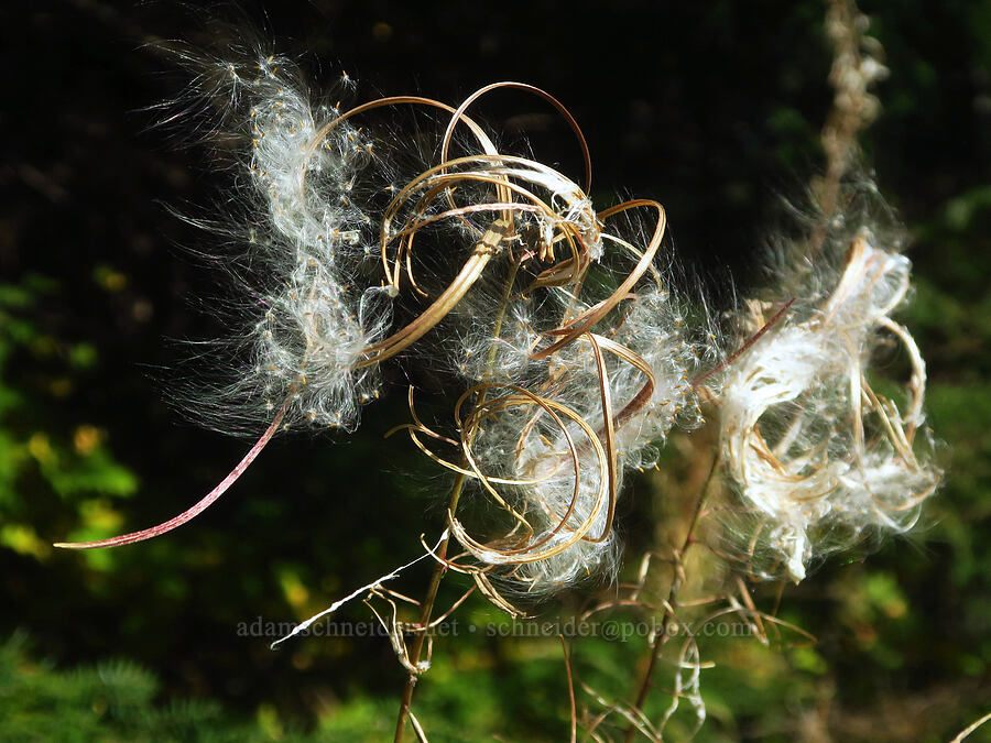 fireweed seeds (Chamerion angustifolium (Epilobium angustifolium)) [Ape Cave Trailhead, Mt. St. Helens National Volcanic Monument, Skamania County, Washington]