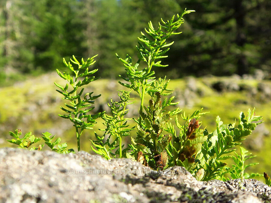 parsley fern (Cryptogramma acrostichoides) [Ape Cave Trail, Mt. St. Helens National Volcanic Monument, Skamania County, Washington]