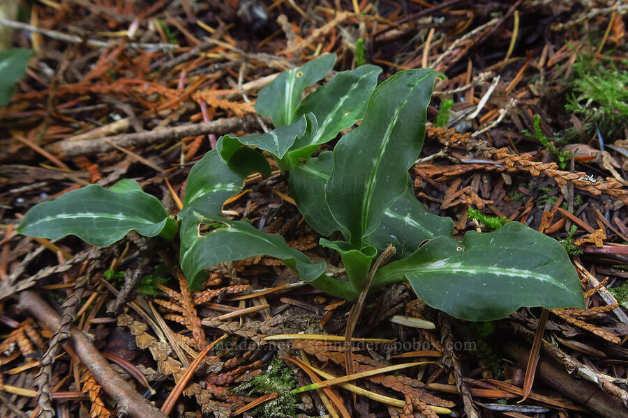 rattlesnake plantain orchid leaves (Goodyera oblongifolia) [Ape Cave Trail, Mt. St. Helens National Volcanic Monument, Skamania County, Washington]