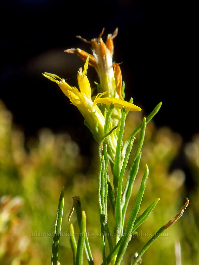 Bloomer's goldenweed (Ericameria bloomeri (Haplopappus bloomeri)) [Tam McArthur Trail, Three Sisters Wilderness, Deschutes County, Oregon]