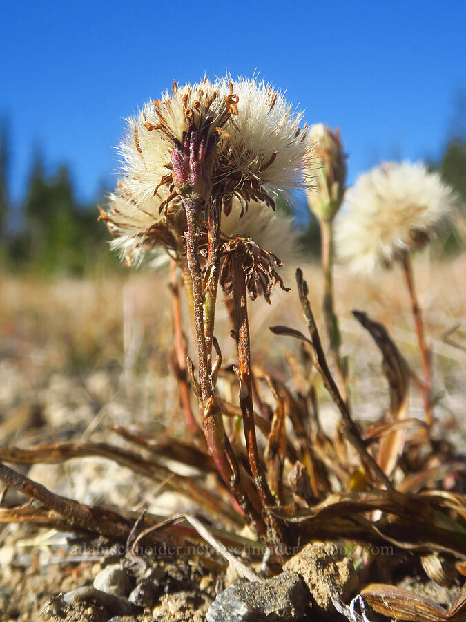 tundra aster, gone to seed (Oreostemma alpigenum (Aster alpigenus)) [Tam McArthur Trail, Three Sisters Wilderness, Deschutes County, Oregon]