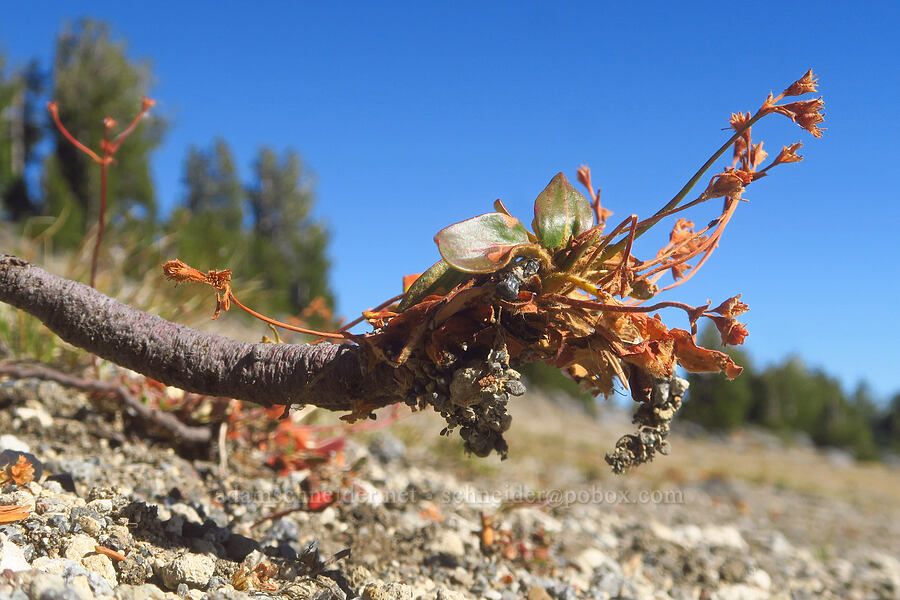 alpine buckwheat, gone to seed (Eriogonum pyrolifolium) [Tam McArthur Rim, Three Sisters Wilderness, Deschutes County, Oregon]