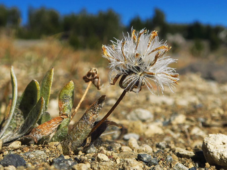 silvery raillardella, gone to seed (Raillardella argentea) [Tam McArthur Rim, Three Sisters Wilderness, Deschutes County, Oregon]