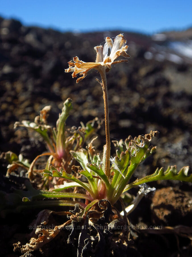 dwarf alpine-gold, gone to seed (Hulsea nana) [east of Broken Top, Three Sisters Wilderness, Deschutes County, Oregon]