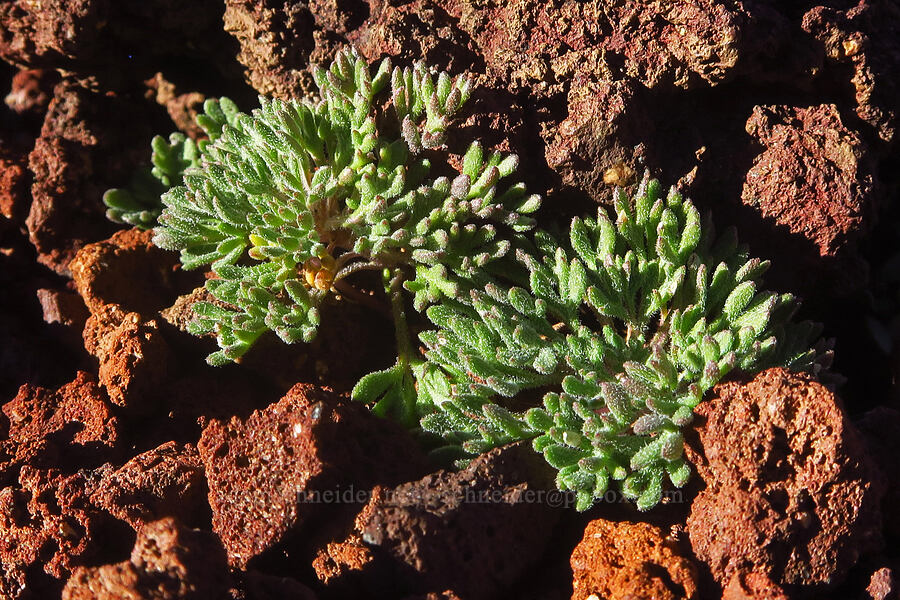 talus collomia leaves (Collomia larsenii) [east of Broken Top, Three Sisters Wilderness, Oregon]