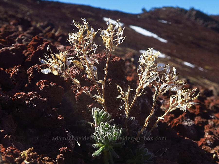 Mt. Lassen draba, gone to seed (Draba aureola) [east of Broken Top, Three Sisters Wilderness, Deschutes County, Oregon]