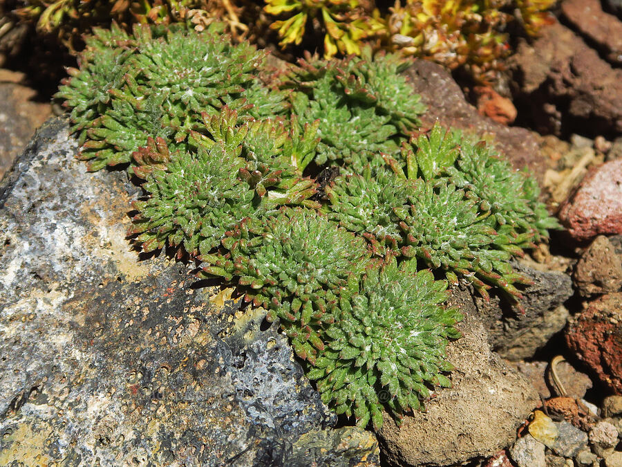 ball-head ipomopsis leaves (Ipomopsis congesta) [east of Broken Top, Three Sisters Wilderness, Deschutes County, Oregon]