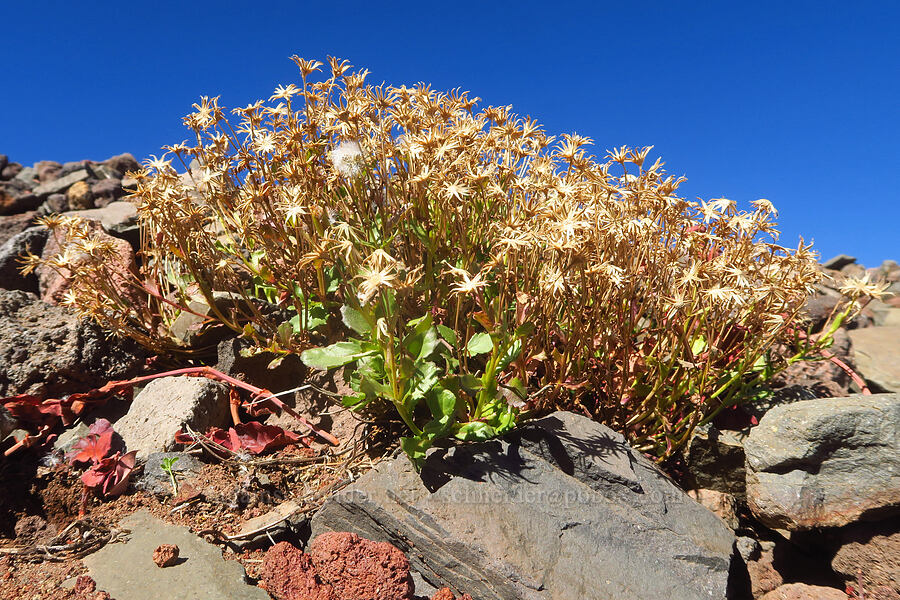 dwarf mountain ragwort, gone to seed (Senecio fremontii) [east of Broken Top, Three Sisters Wilderness, Deschutes County, Oregon]