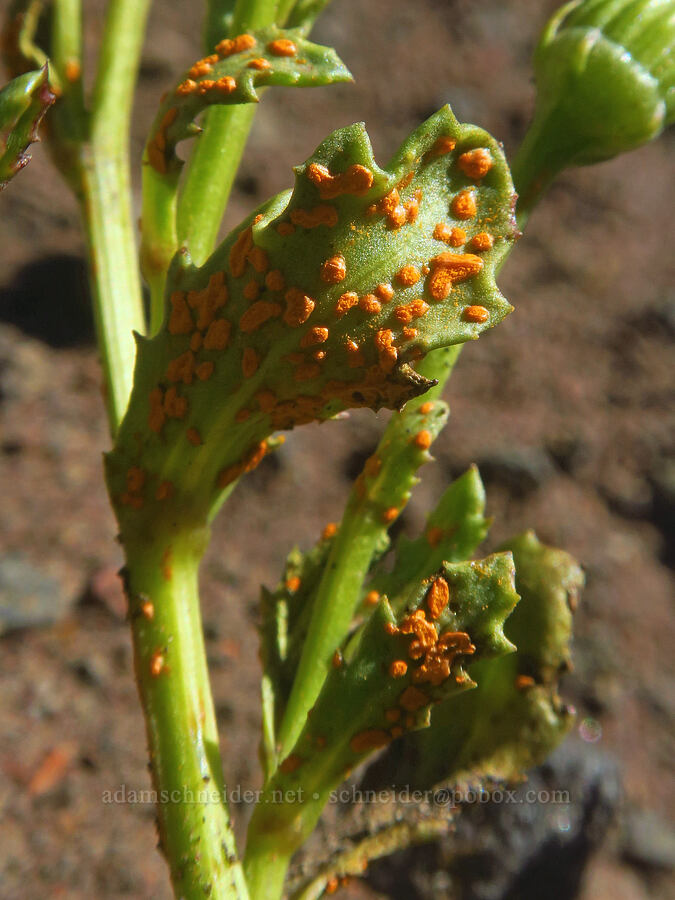 rust fungus on dwarf mountain ragwort (Puccinia sp., Senecio fremontii) [No-Name Lake, Three Sisters Wilderness, Deschutes County, Oregon]