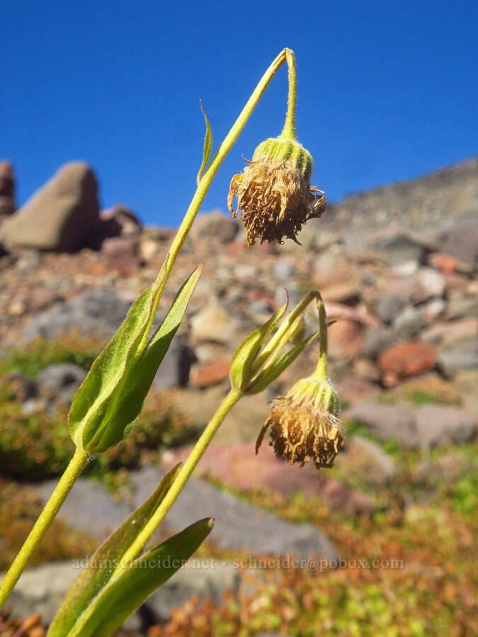 hairy arnica, going to seed (Arnica mollis) [east of Broken Top, Three Sisters Wilderness, Deschutes County, Oregon]