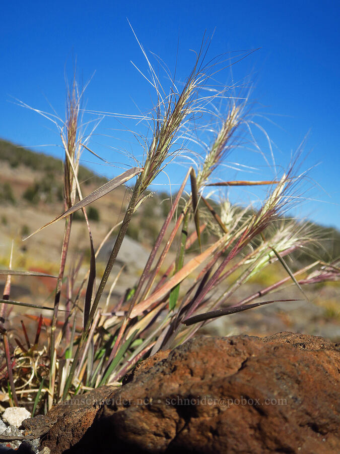 squirrel-tail grass (Elymus elymoides) [east of Broken Top, Three Sisters Wilderness, Deschutes County, Oregon]