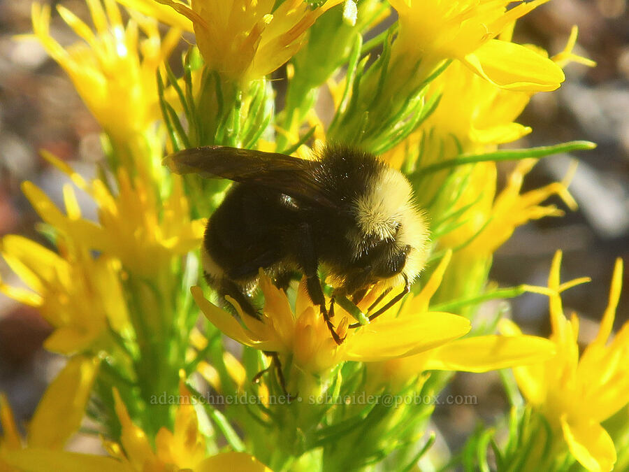 yellow-faced bumblebee on Bloomer's goldenweed (Bombus vosnesenskii, Ericameria bloomeri (Haplopappus bloomeri)) [Lower Three Creek Sno-Park, Three Sisters Wilderness, Deschutes County, Oregon]