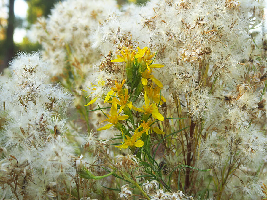 Bloomer's goldenweed, flowering & gone to seed (Ericameria bloomeri (Haplopappus bloomeri)) [Lower Three Creek Sno-Park, Three Sisters Wilderness, Deschutes County, Oregon]