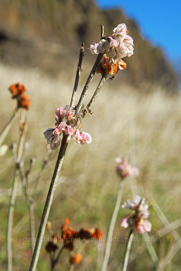 snow buckwheat (Eriogonum niveum) [Columbia Hills State Park, Klickitat County, Washington]