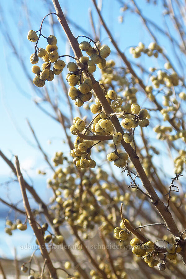 western poison-ivy berries (Toxicodendron rydbergii (Rhus rydbergii)) [Columbia Hills State Park, Klickitat County, Washington]