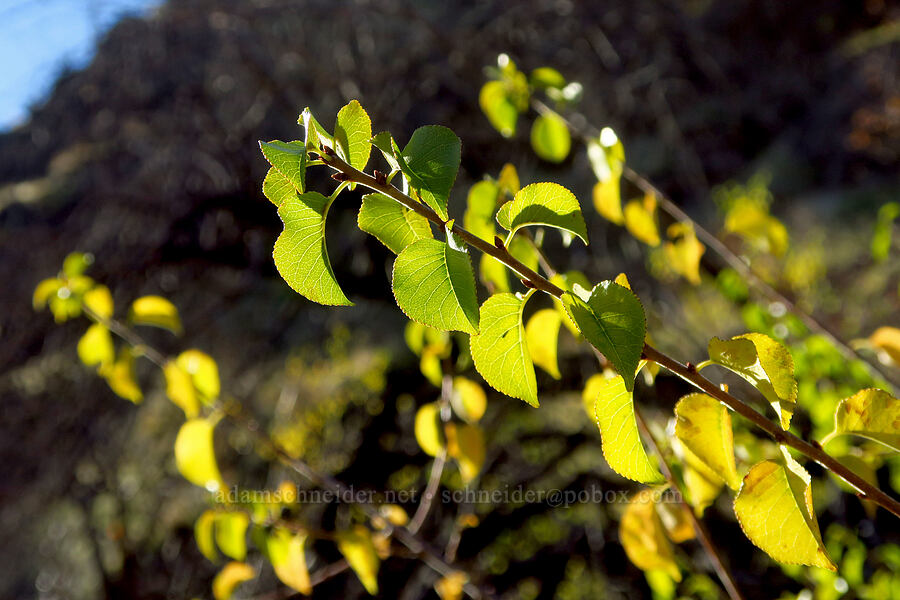 cherry leaves (Prunus sp.) [Columbia Hills State Park, Klickitat County, Washington]