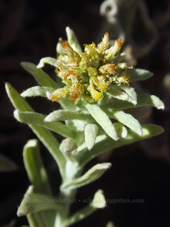 cudweed (Pseudognaphalium sp. (Gnaphalium sp.)) [Columbia Hills State Park, Klickitat County, Washington]