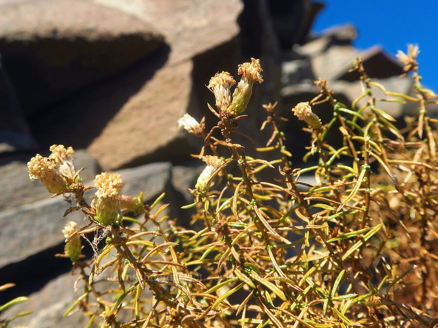 Columbia goldenweed, going to seed (Ericameria resinosa (Haplopappus resinosus)) [Columbia Hills State Park, Klickitat County, Washington]