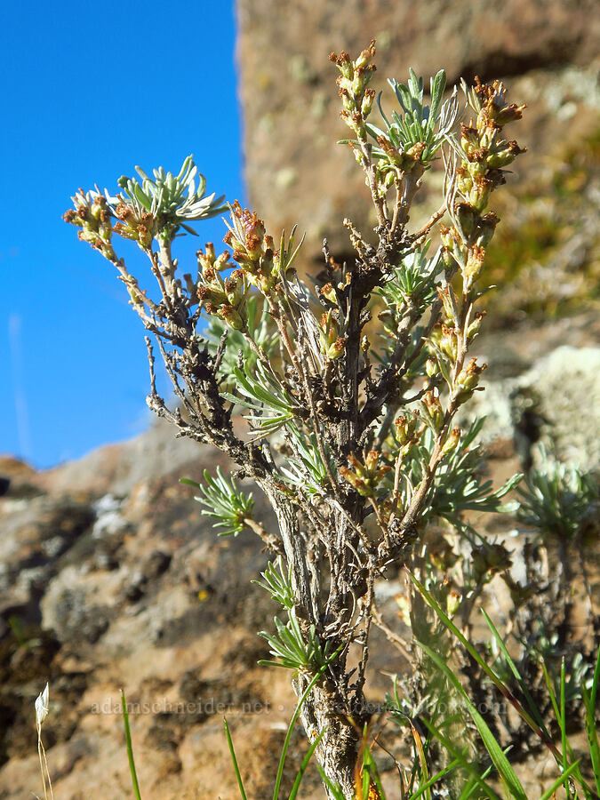 stiff sagebrush (Artemisia rigida) [Horsethief Butte, Klickitat County, Washington]