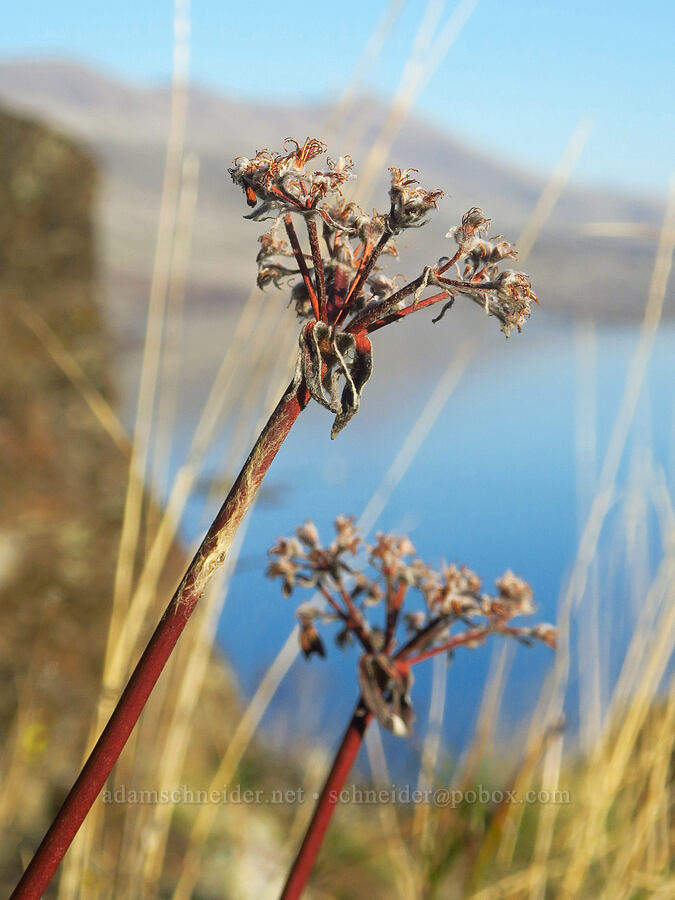 heart-leaf buckwheat, gone to seed (Eriogonum compositum) [Horsethief Butte, Klickitat County, Washington]
