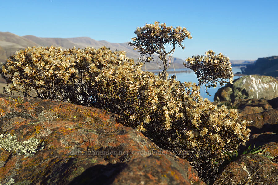 Columbia goldenweed (Ericameria resinosa (Haplopappus resinosus)) [Horsethief Butte, Klickitat County, Washington]
