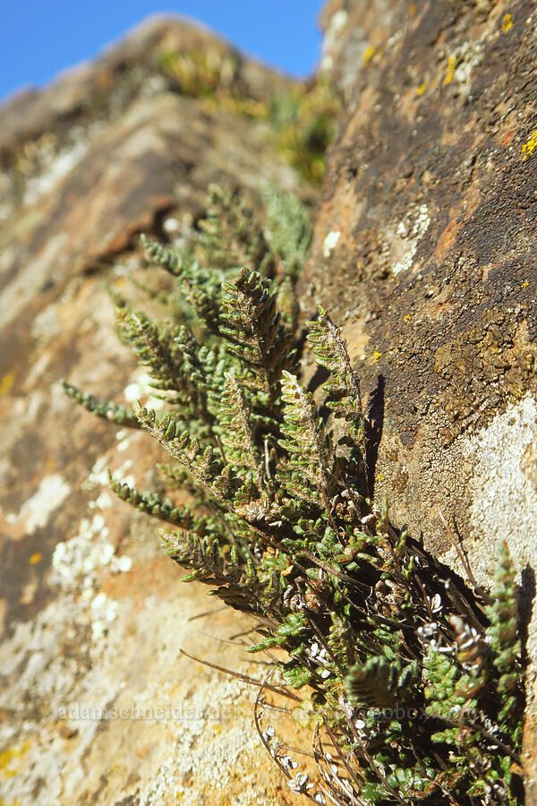 lace-lip fern (Cheilanthes gracillima (Myriopteris gracillima)) [Horsethief Butte, Klickitat County, Washington]