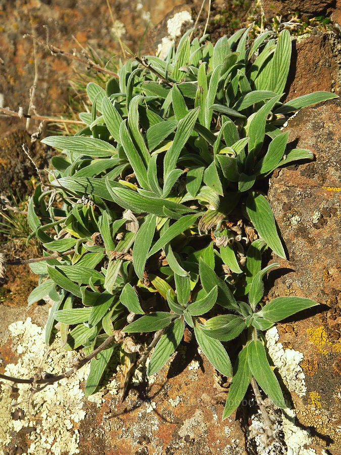 silver-leaf phacelia leaves (Phacelia hastata) [Horsethief Butte, Klickitat County, Washington]