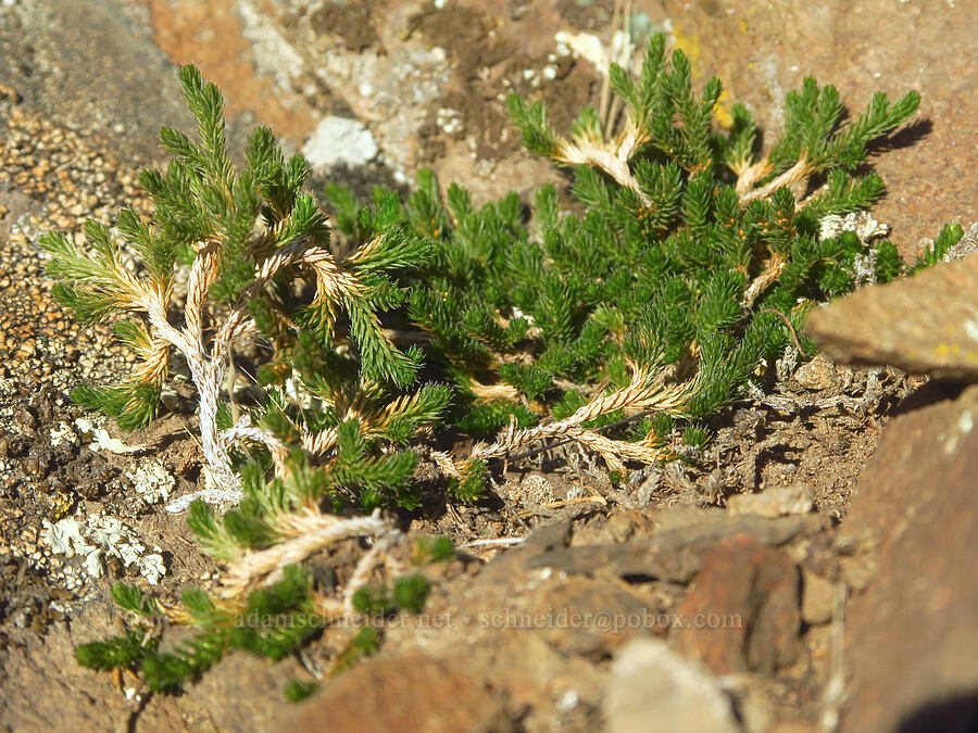 Wallace's spike-moss (Selaginella wallacei) [Horsethief Butte, Klickitat County, Washington]