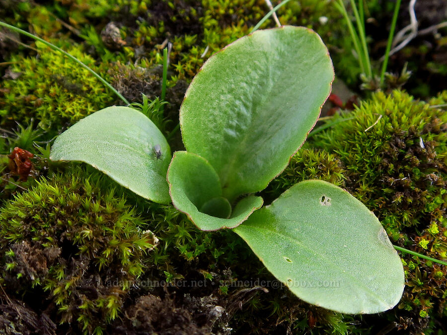 saxifrage leaves (Micranthes fragosa (Saxifraga integrifolia var. claytoniifolia)) [Columbia Hills State Park, Klickitat County, Washington]