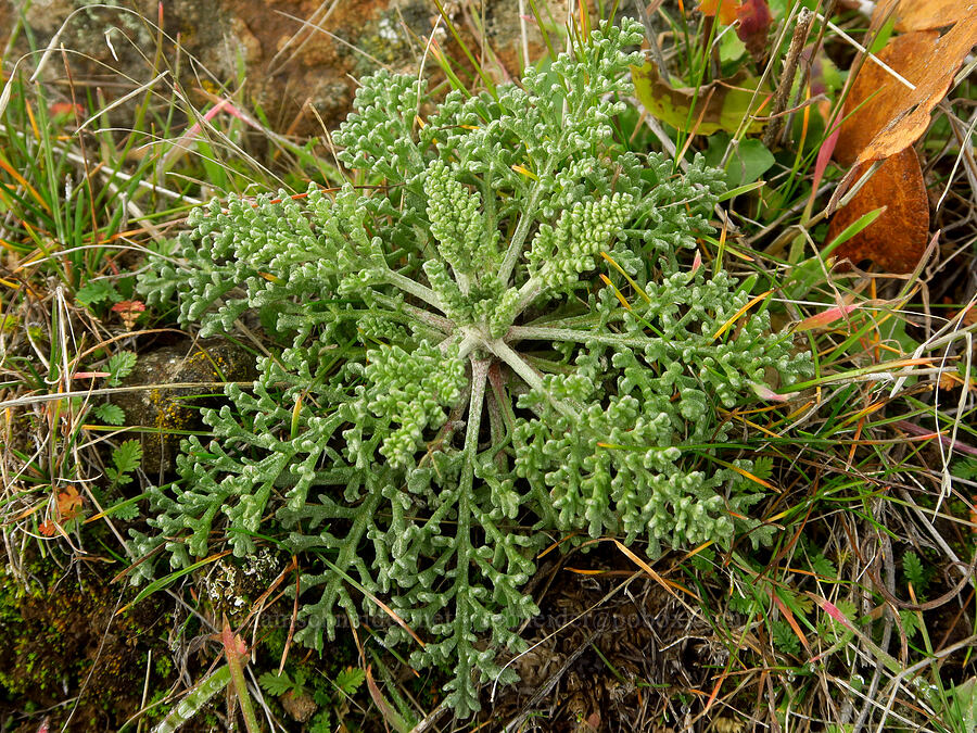Douglas' pincushion leaves (Chaenactis douglasii) [Columbia Hills State Park, Klickitat County, Washington]