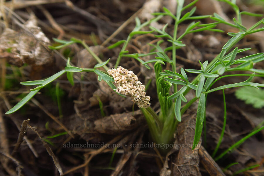 Gorman's desert parsley (salt-and-pepper) (Lomatium gormanii) [Columbia Hills State Park, Klickitat County, Washington]