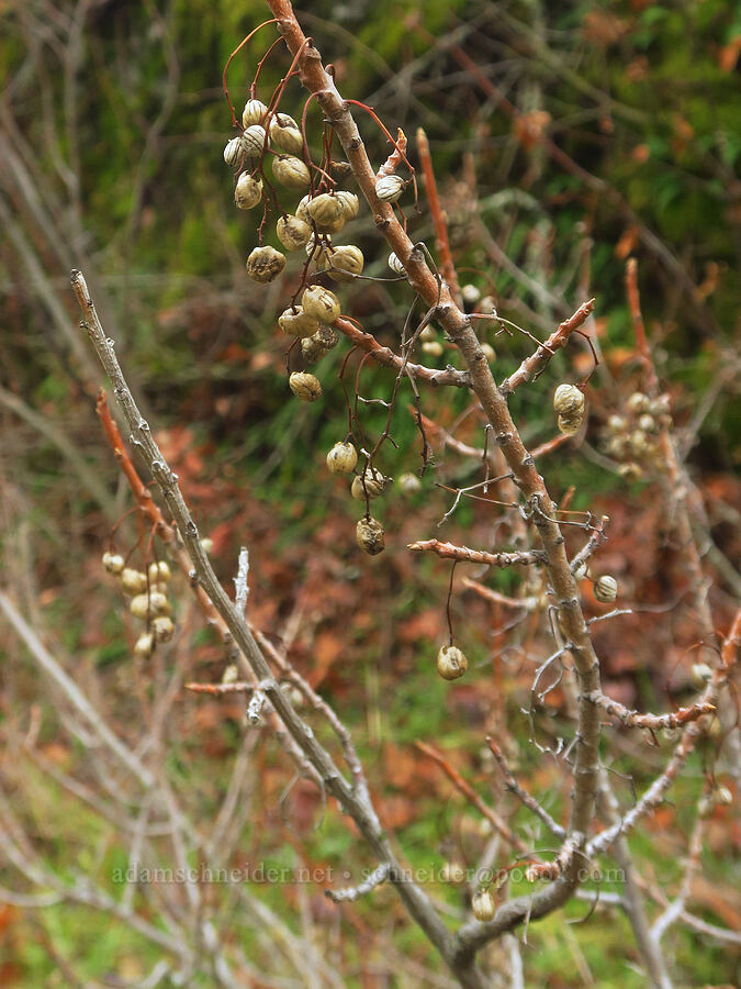 last year's poison-oak berries (Toxicodendron diversilobum (Rhus diversiloba)) [The Labyrinth, Klickitat County, Washington]