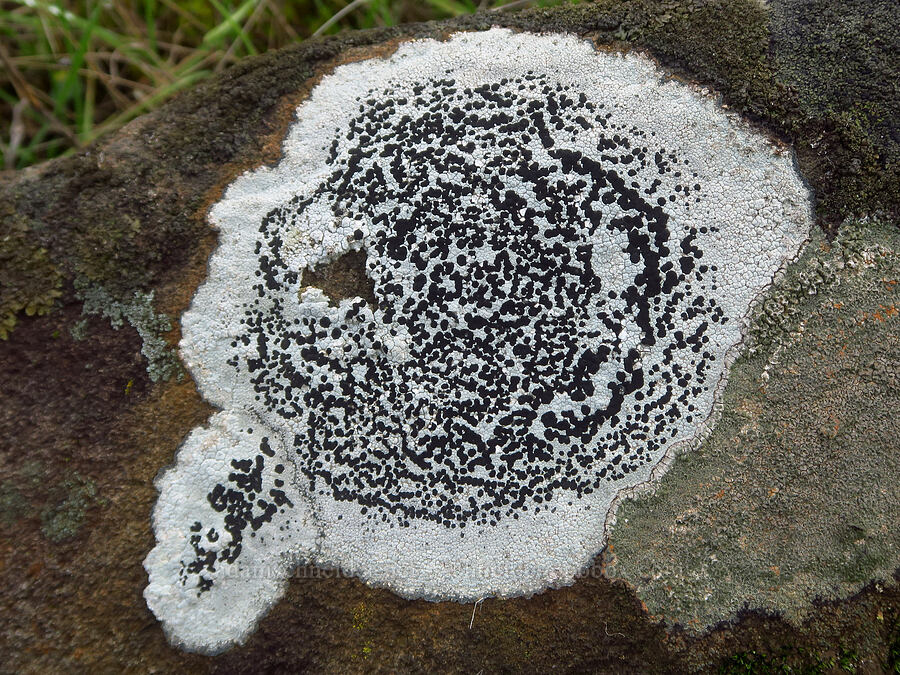 crustose lichen (Lecidea tessellata) [The Labyrinth, Klickitat County, Washington]