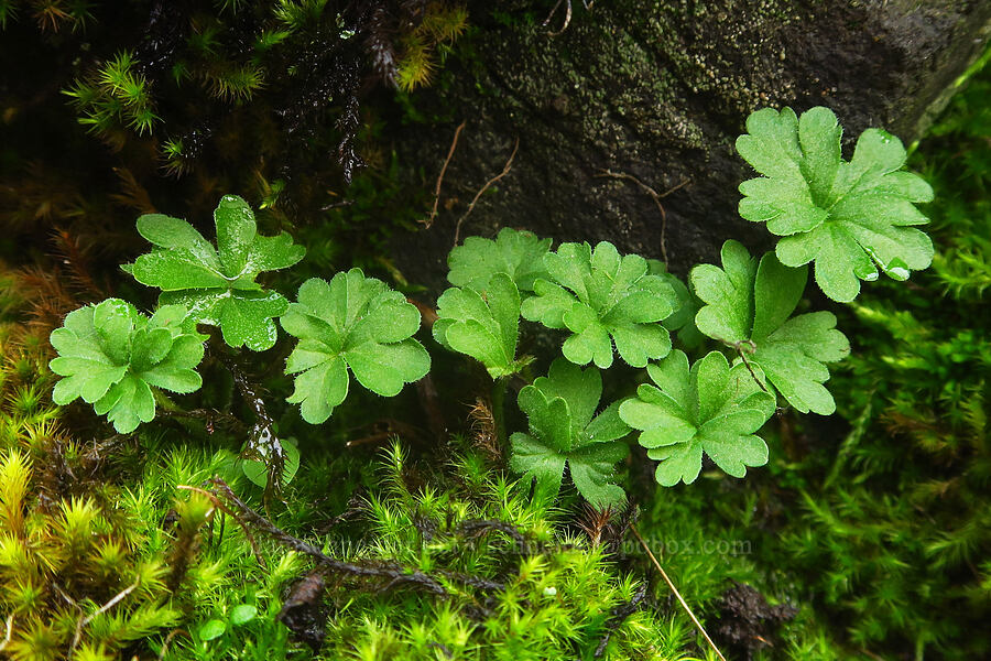 prairie star leaves (Lithophragma sp.) [The Labyrinth, Klickitat County, Washington]