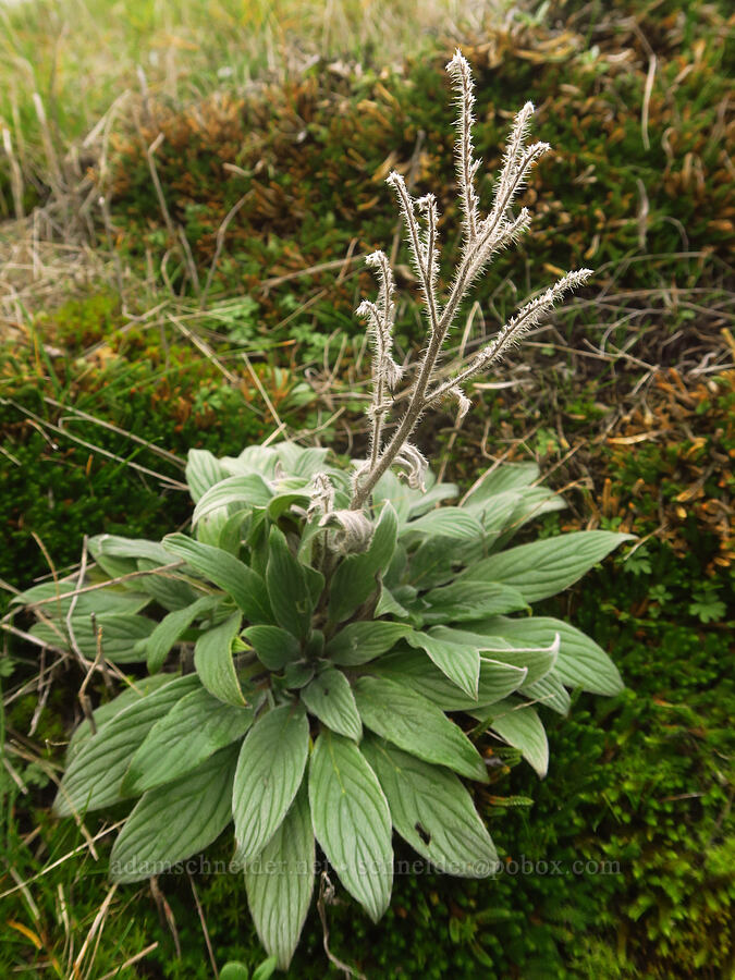 last year's silver-leaf phacelia (Phacelia hastata) [The Labyrinth, Klickitat County, Washington]