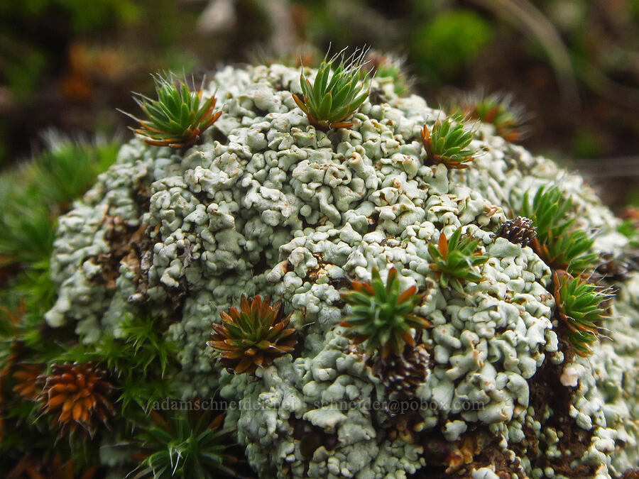 ball of lichen and hair-cap moss (Polytrichum piliferum) [The Labyrinth, Klickitat County, Washington]