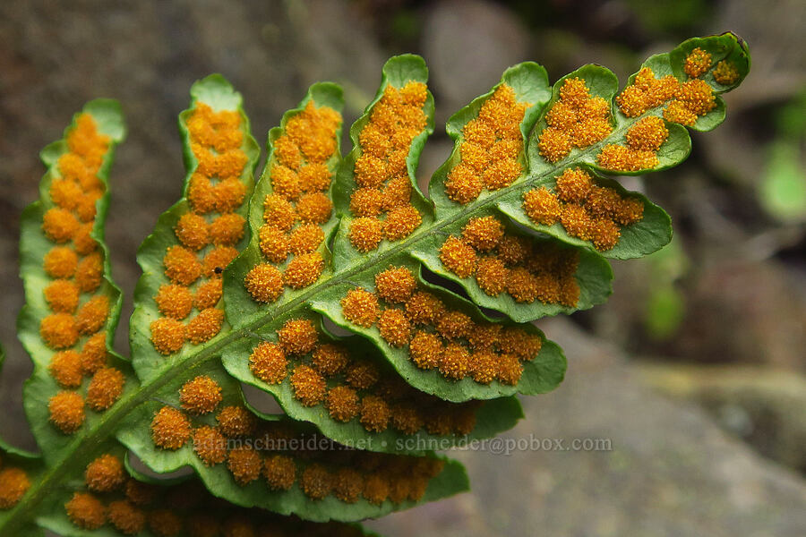 sori of a western polypody fern (Polypodium hesperium) [Old Highway 8, Klickitat County, Washington]